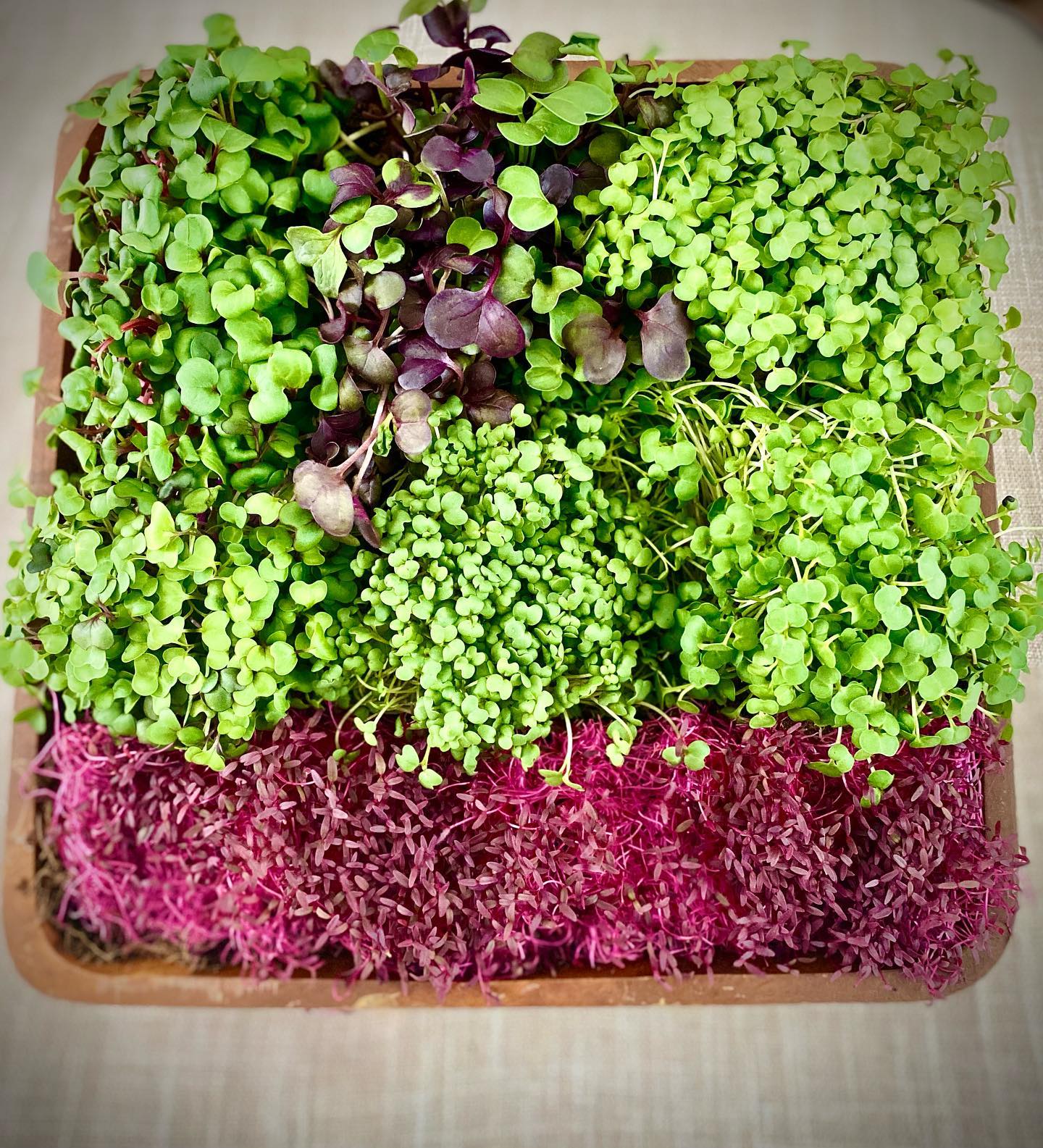 Dusty Goat Farm Living Foods photo