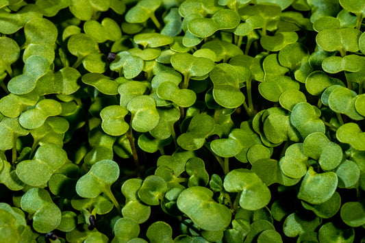 Waltham Broccoli