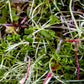 Spicy Salad Mix